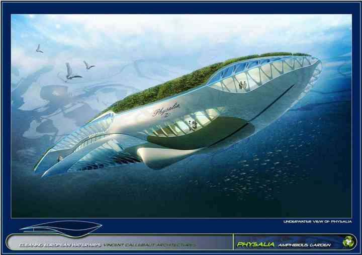 PHYSALIA physalia_pl015