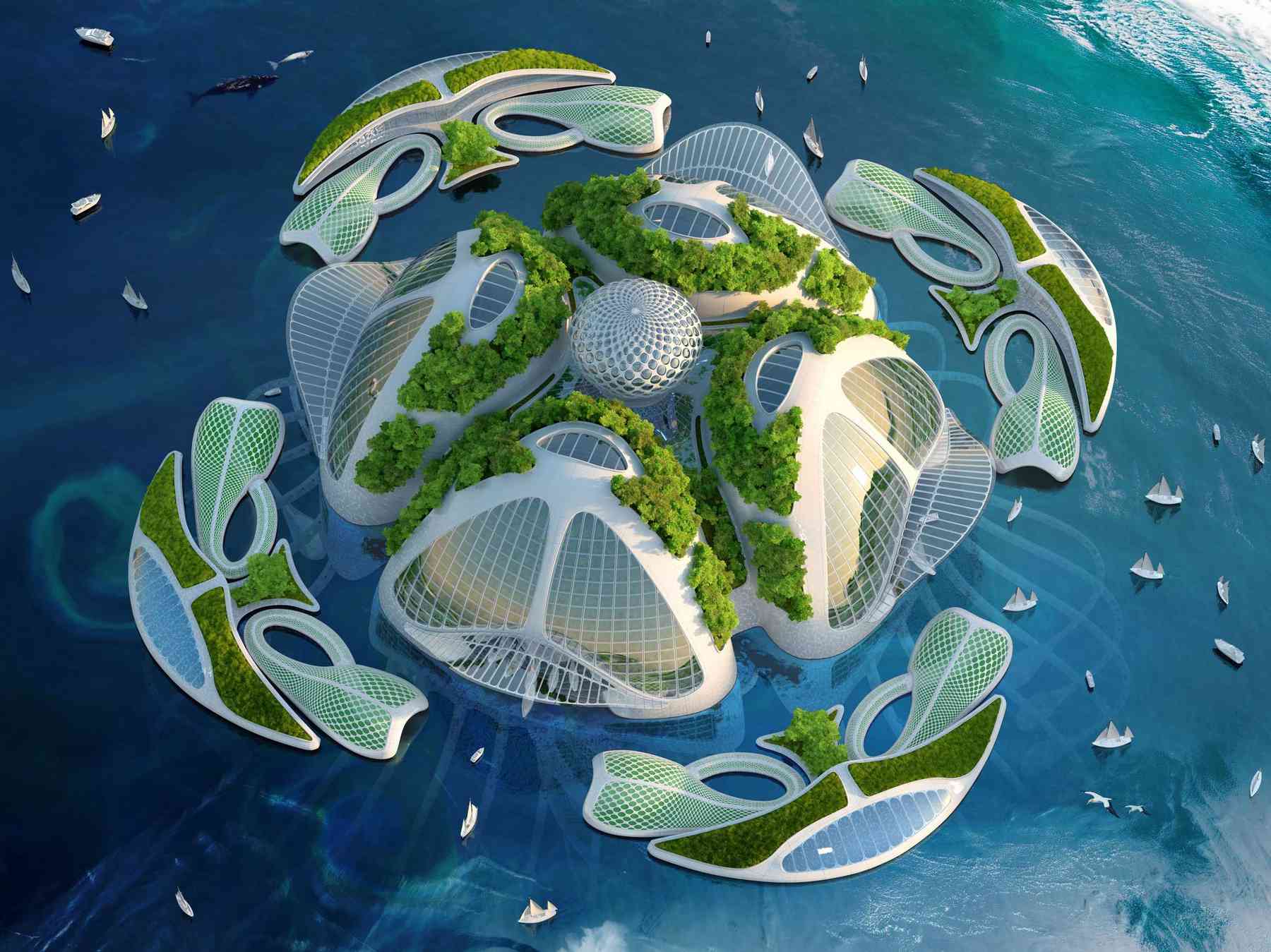 151223_aequorea-aequorea_pl043