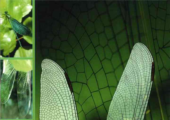 L'ARCA INTERNATIONAL 85 arca251_pl04