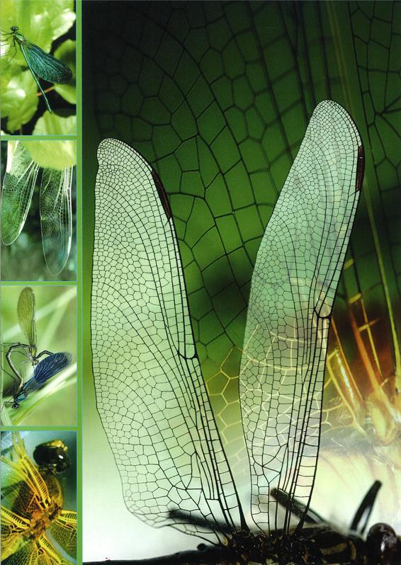 110919_arca251-arca251_pl04